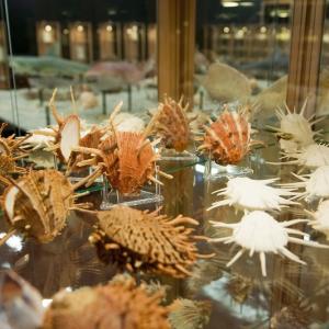 Musée le monde du coquillage—Musée le monde du coquillage Musée le monde du coquillage