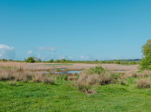 CHAPELLE-DE-BRAIN - Marais de Gannedel - bauthamy madoline (56 (1)