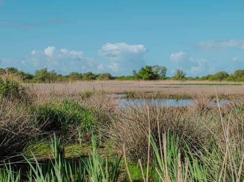 CHAPELLE-DE-BRAIN - Marais de Gannedel - bauthamy madoline (56 (4)
