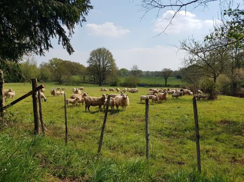 Moutons en chemin