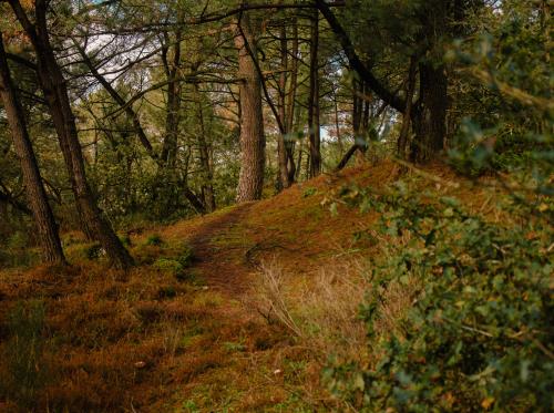 ST-JACUT-LES-PINS - La Butte Des Moulins_madoline bauthamy (12)