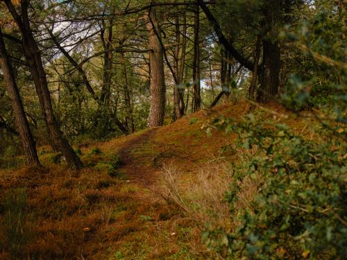 ST-JACUT-LES-PINS - La Butte Des Moulins_madoline bauthamy (12)