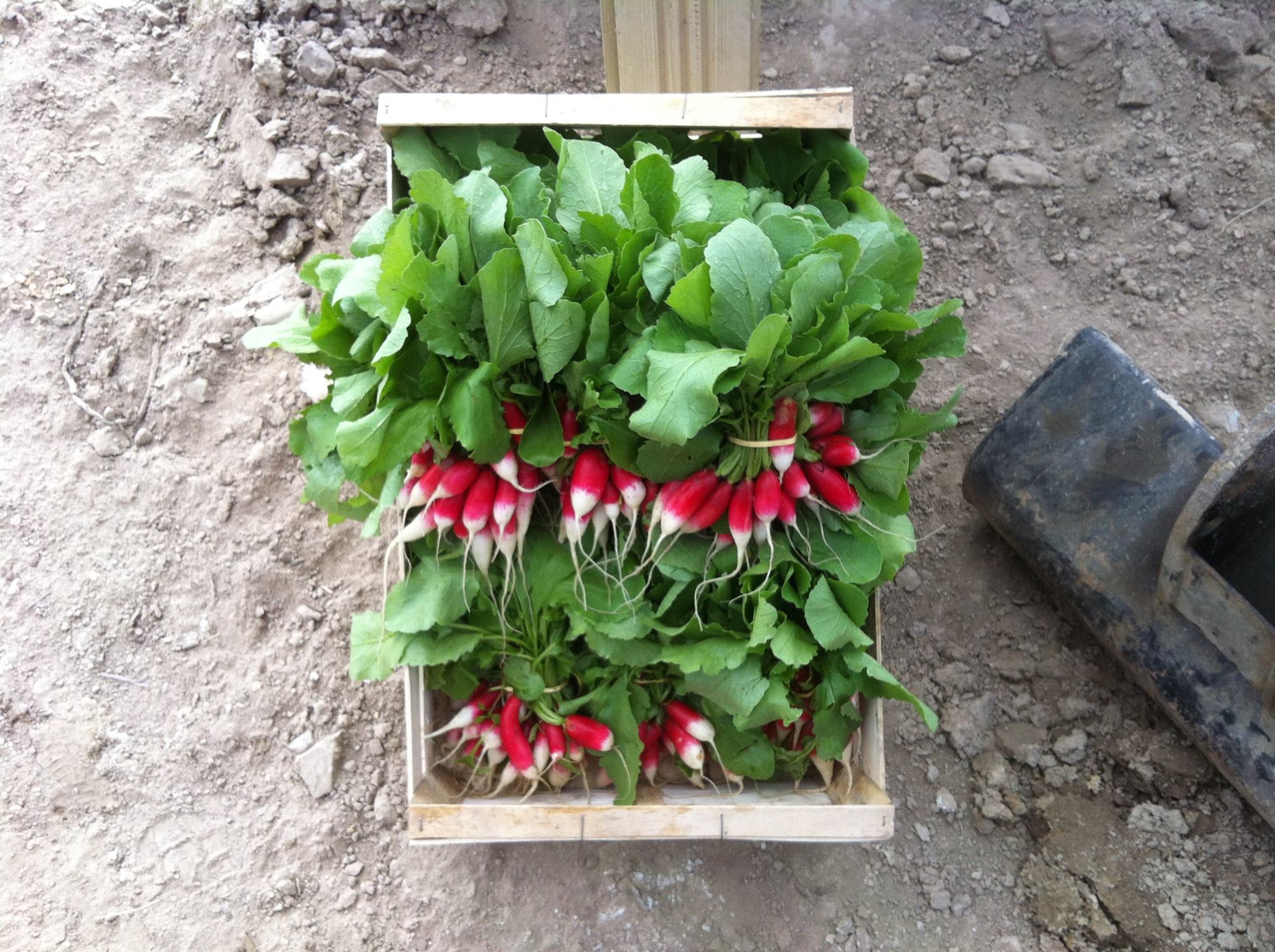 La ferme des Petits Bonhommes