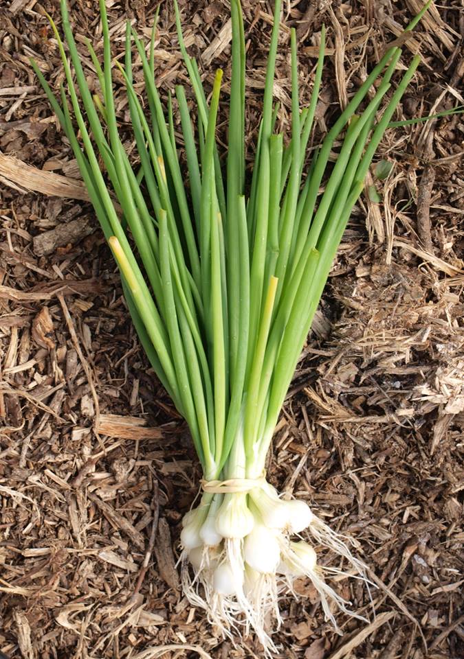 La ferme des Petits Bonhommes