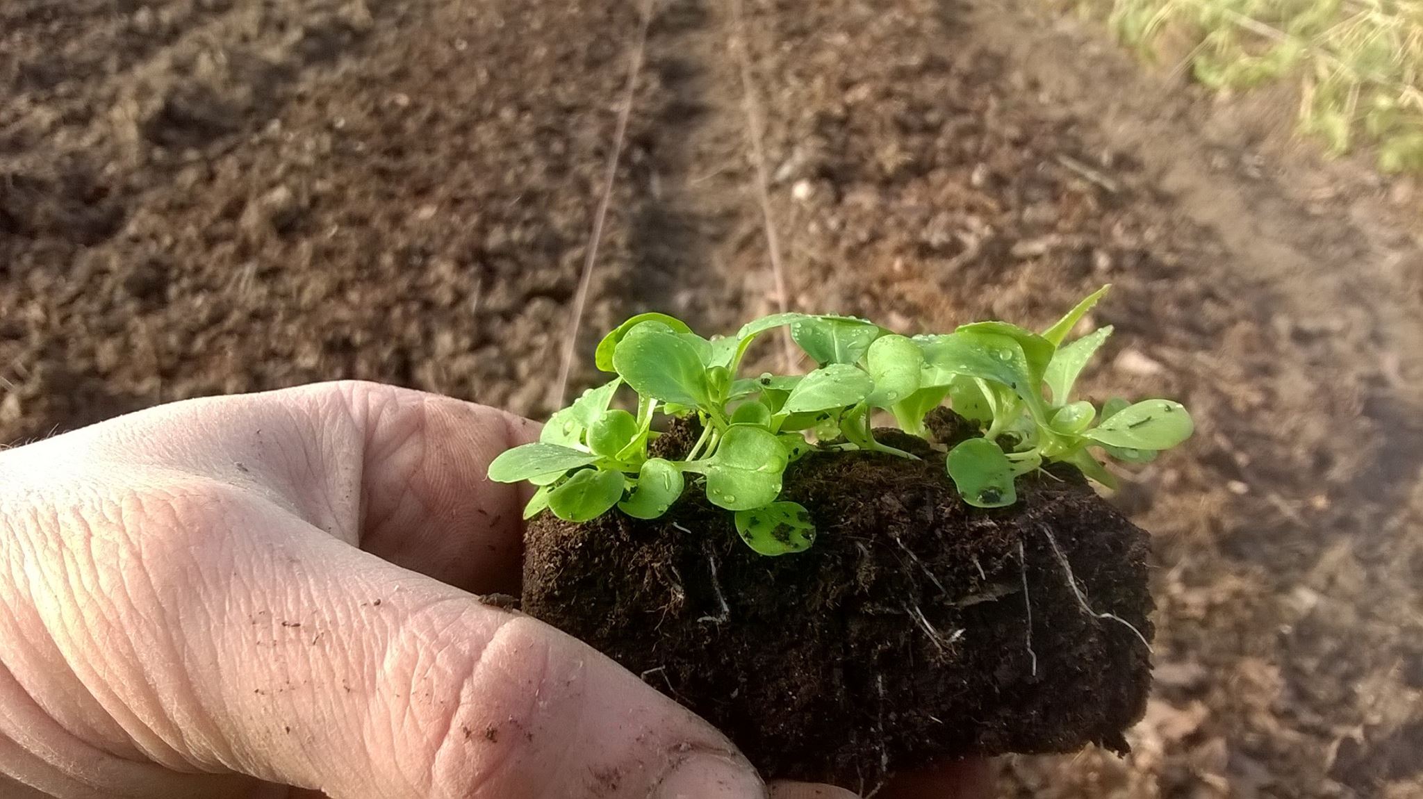 La ferme des Petits Bonhommes