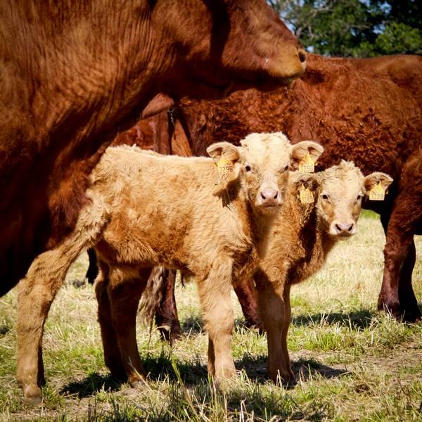 La Ferme de la Picardière