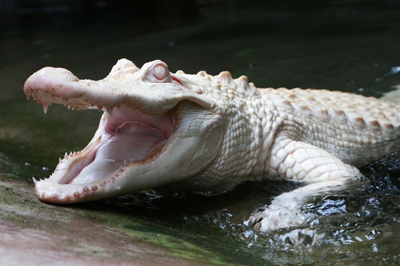 Alligator blanc (albinos)