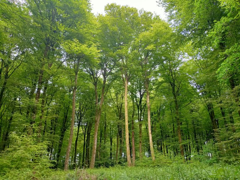 Hêtre