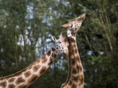 2019_1er Prix GIRAFES S.Letourneur