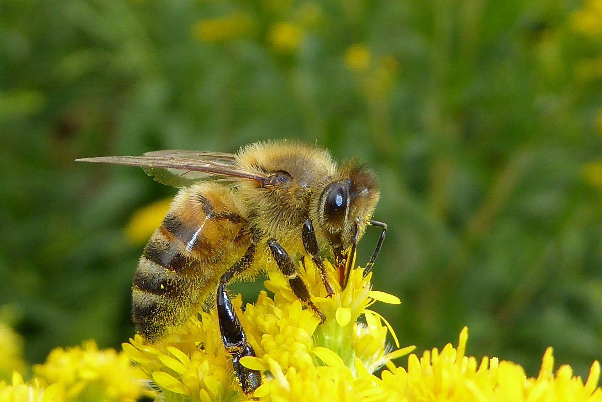3 ROSTRENEN abeille pixabay