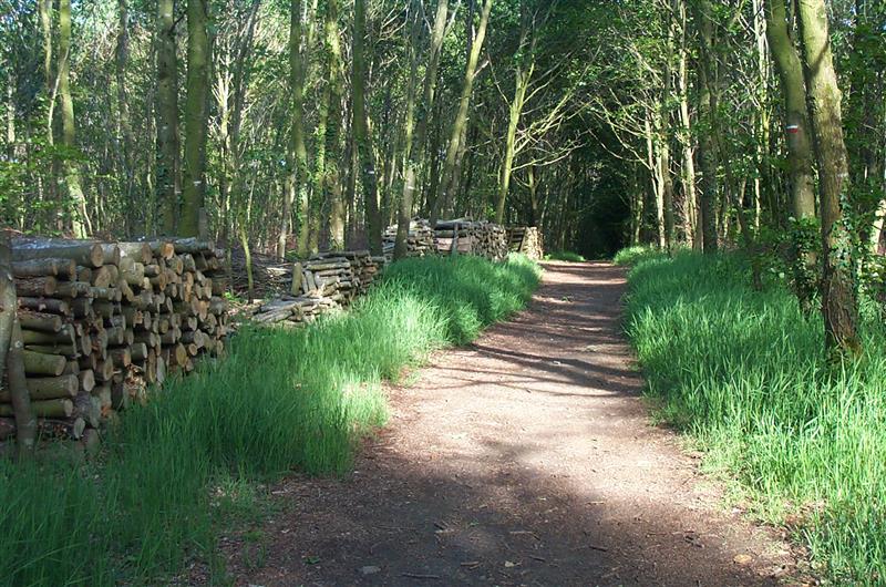 Allée forestière Forêt de Fougères