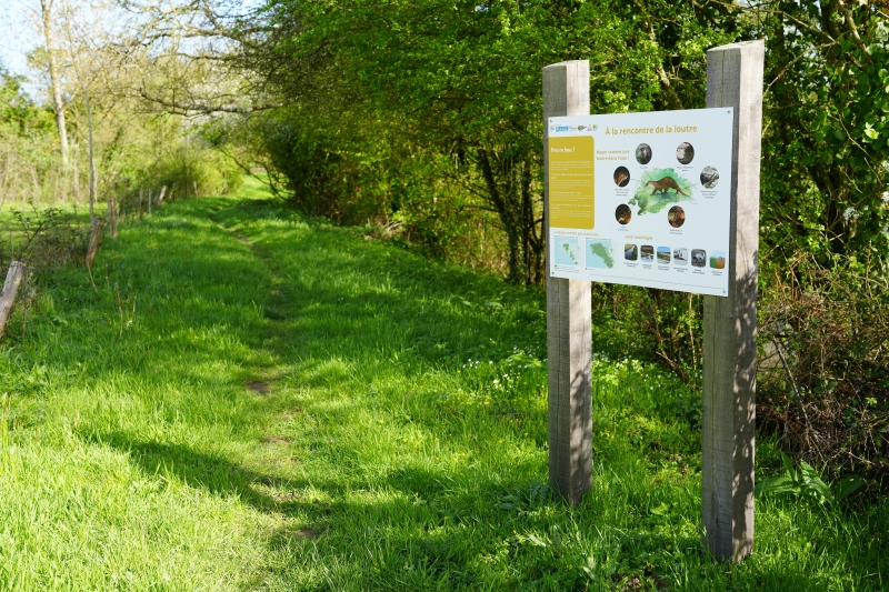 Sur les traces de la loutre