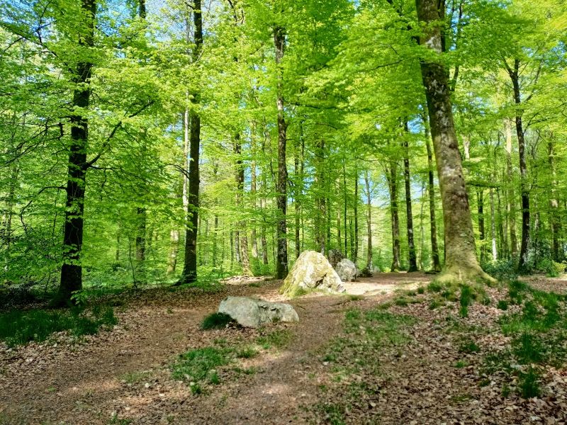 Cordon des Druides