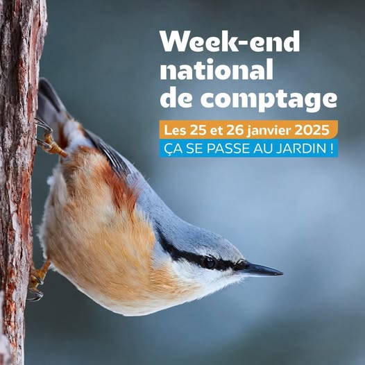 Week-end National de comptage d’oiseaux