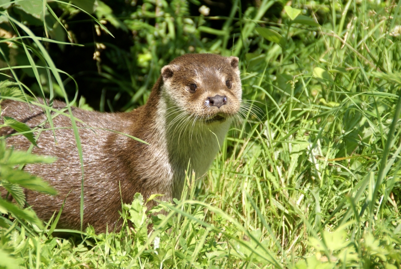 La Loutre européenne