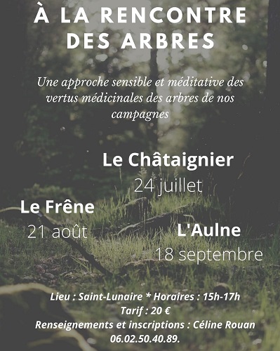 A la rencontre des arbres - Le Châtaignier