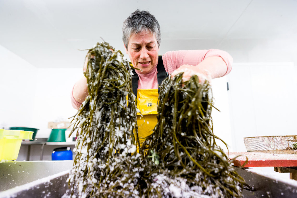 Atelier cuisine des algues - Scarlette Le Corre - Guilvinec - Pays Bigouden