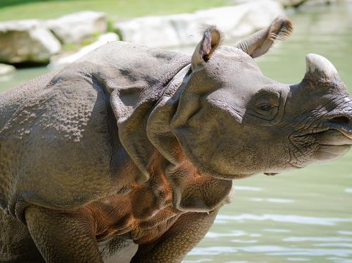 Branfere-Rhino--P-Cailleaud--1-