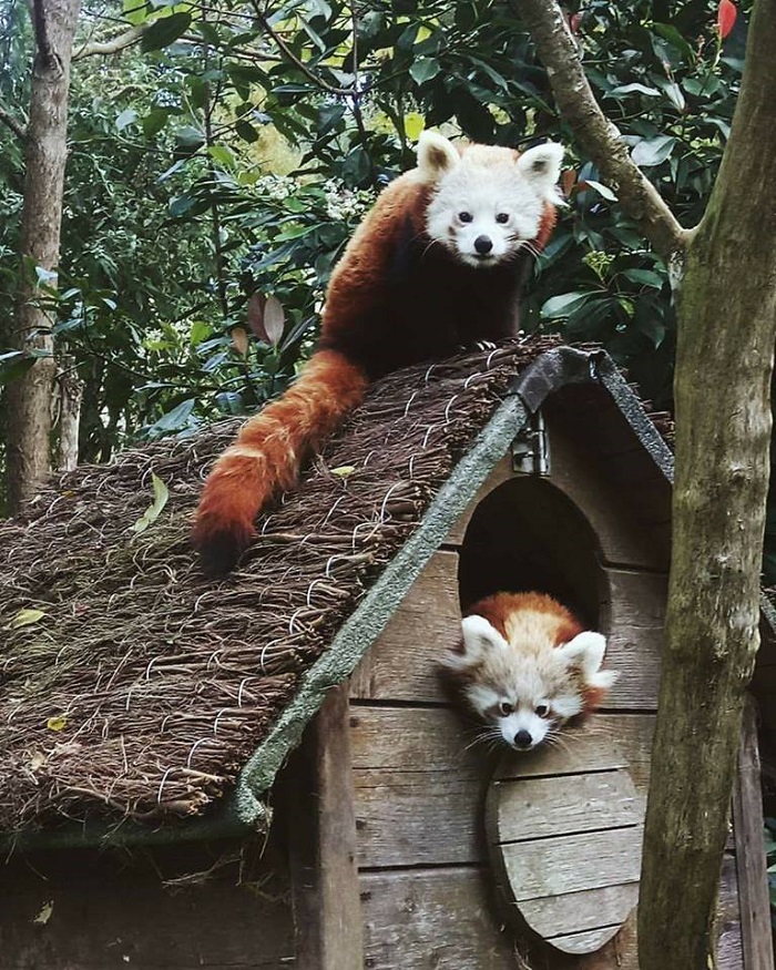 Carte Postale Panda Roux