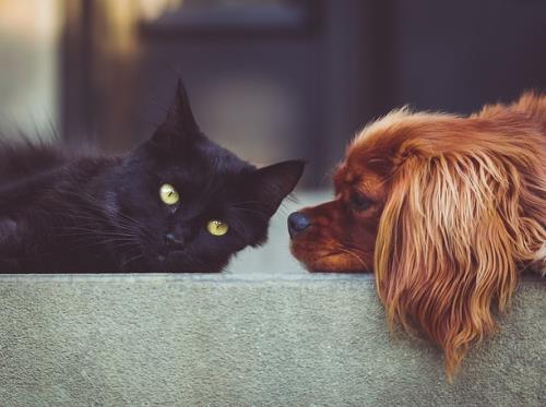 Chien_et_chat