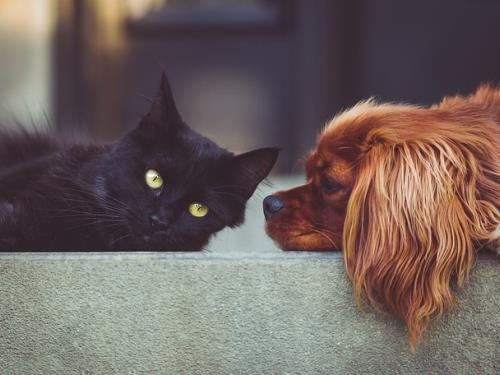 Chien_et_chat