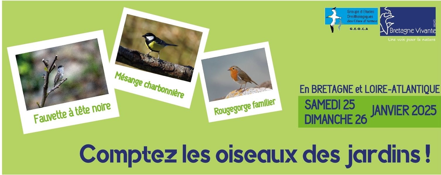 Comptage des oiseaux des jardins