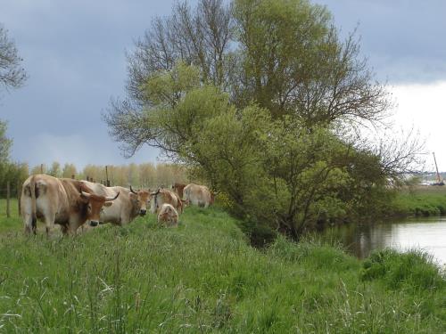 les vaches du Transfo pature le long de la Vilaine