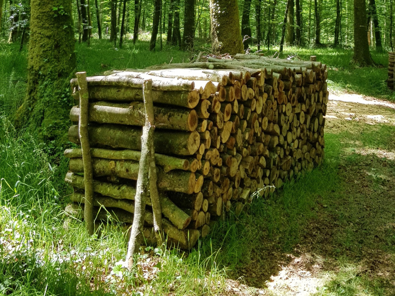 Forêt de Fougères