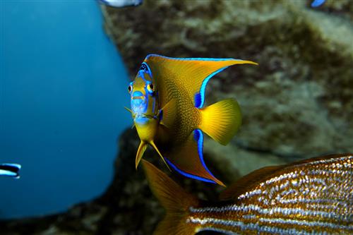 Grand Aquarium de Saint MaloCopyright: Stevens Fremont