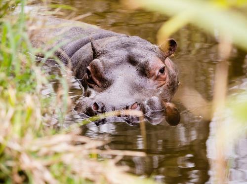 Hippo