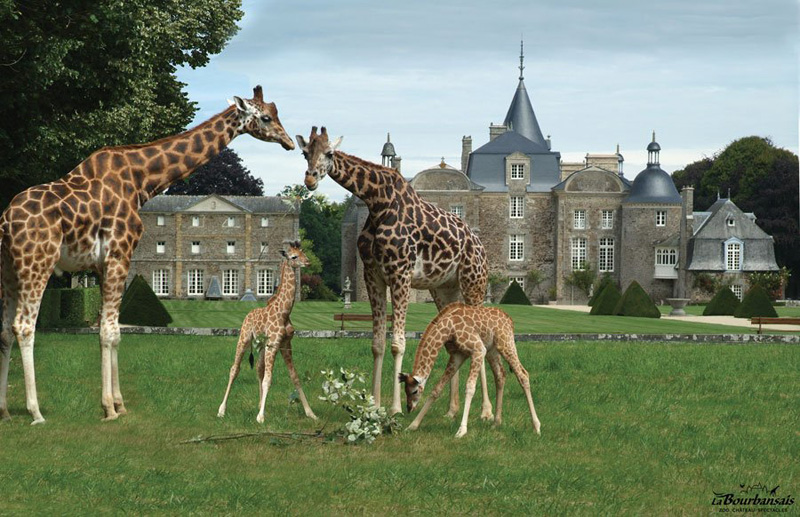 Le Parc Zoologique et Chateau de la Bourbansais à Pleugueneuc, les girafes