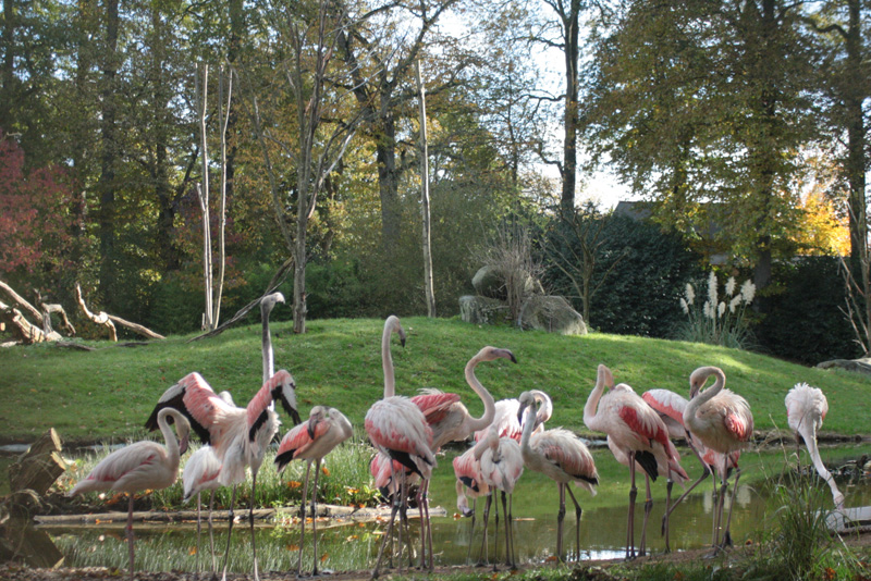 Flamants roses Zoo de la Bourbansais à Pleugeneuc
