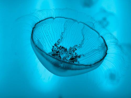 Grand Aquarium de Saint-Malo