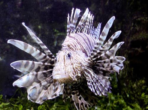 Grand Aquarium de Saint Malo