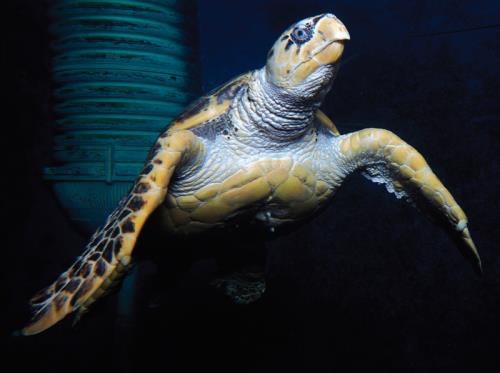 Grand Aquarium de Saint-Malo