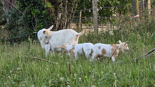 La ferme Solidor St Malo