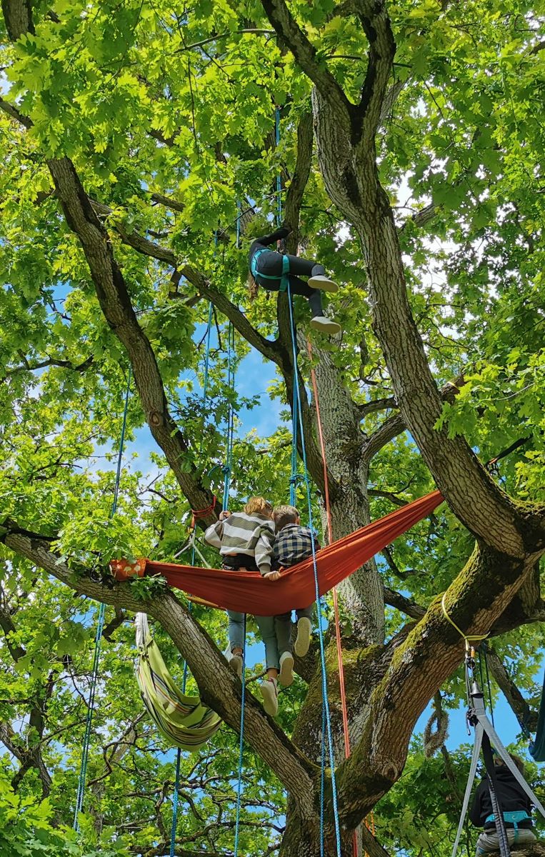 La tête en l'air_Grimpe d'arbres_Beaussais