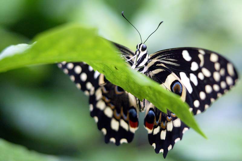 Risultato immagini per una farfalla bretone