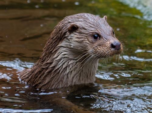 Loutre d'Europe