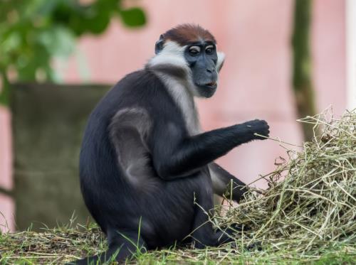 Mangabey à collier blanc