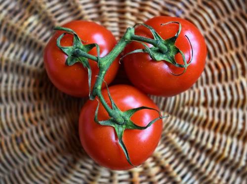 Maraicher - tomates