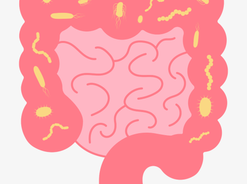 Microbiote illustration 1