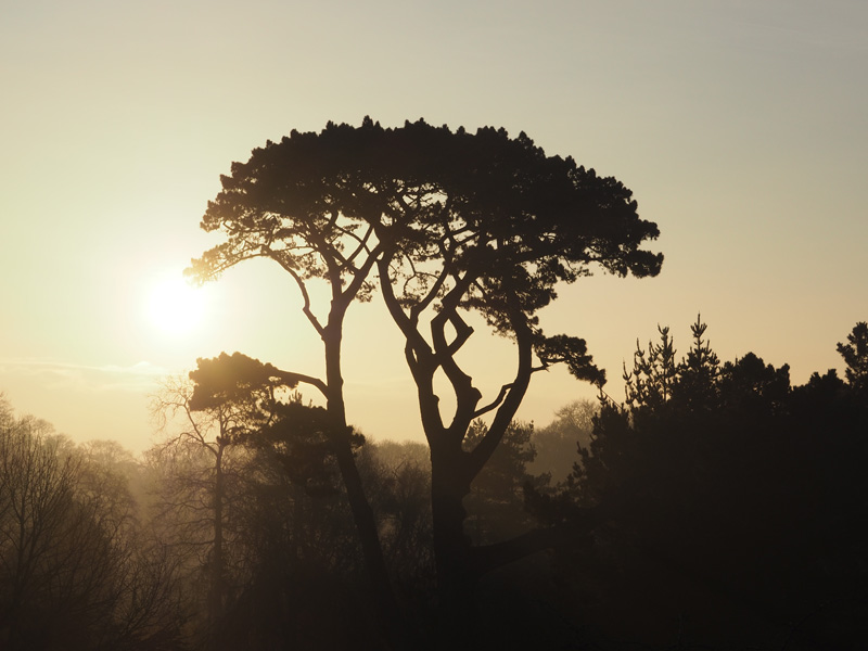 Pinus Radiata - Malouinière du Montmarin - Pleurtuit