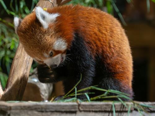 Panda roux