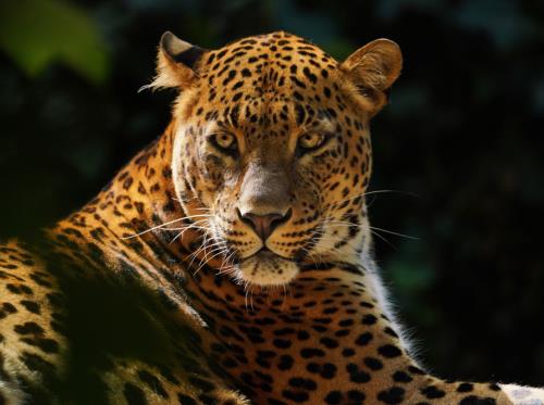Panthère du Sri Lanka
