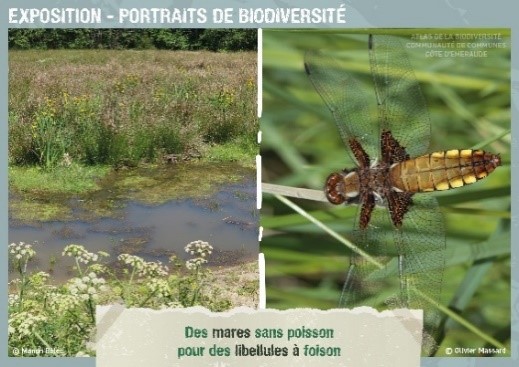 Portrait-de-la-biodiversite