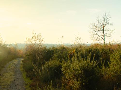 REDON - Le Bois De Bahurel_ bauthamy madoline - 5 (1)