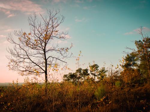 REDON - Le Bois De Bahurel_ bauthamy madoline - 5 (4)