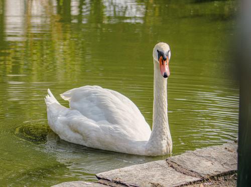 REDON - Parc De Bel Air_bauthamy madoline (3)