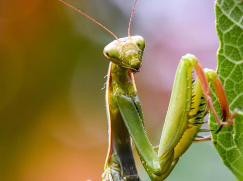 Jardin sauvage Jardin sauvage